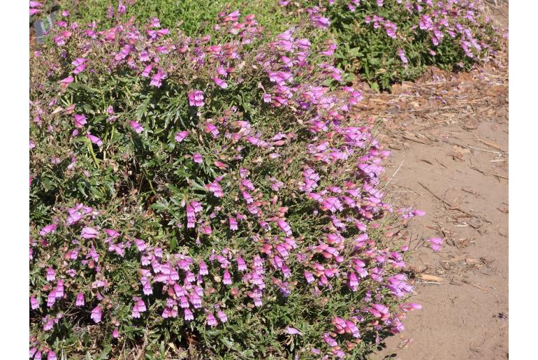 Penstemon richardsonii 11755