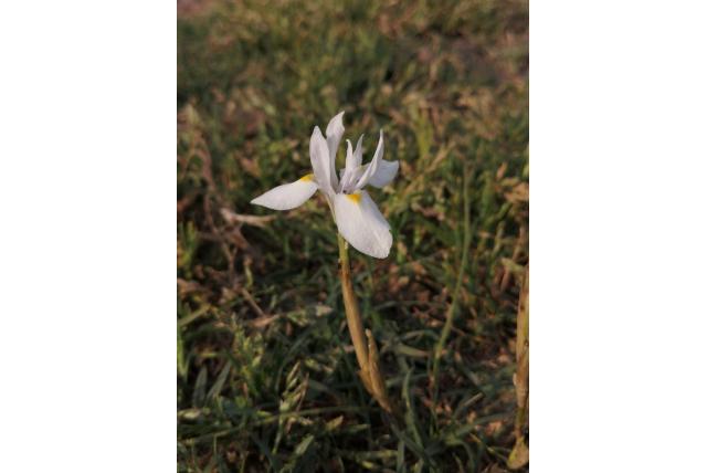 Cedarberg moraea