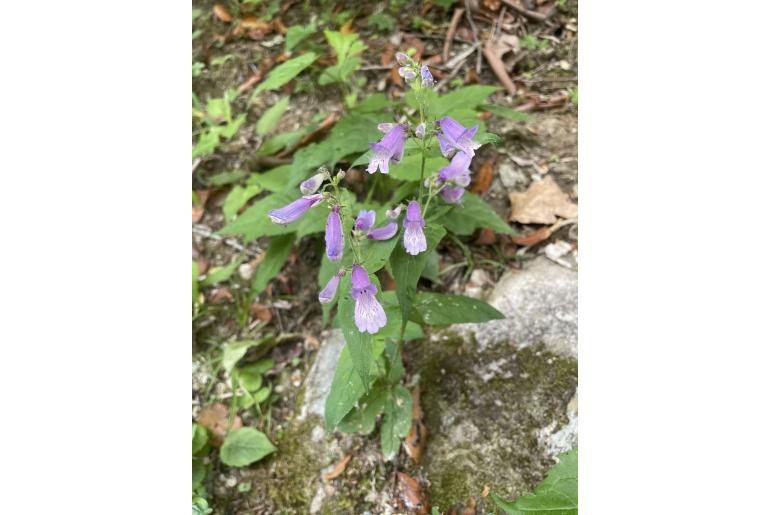 Penstemon smallii 11758