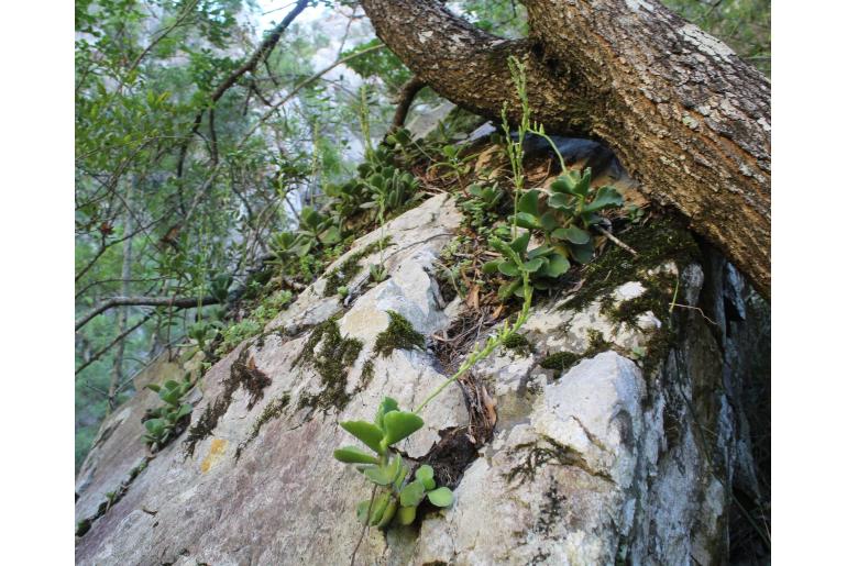 Adromischus cristatus var zeyheri -11764