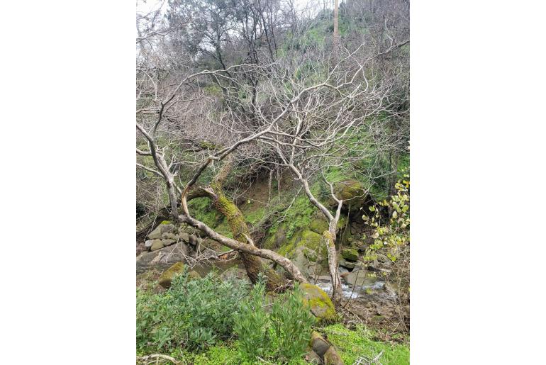 Aesculus californica -11765