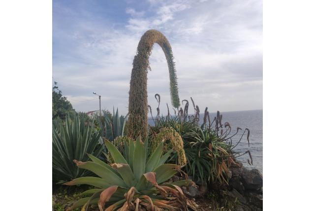Zwanennek agave