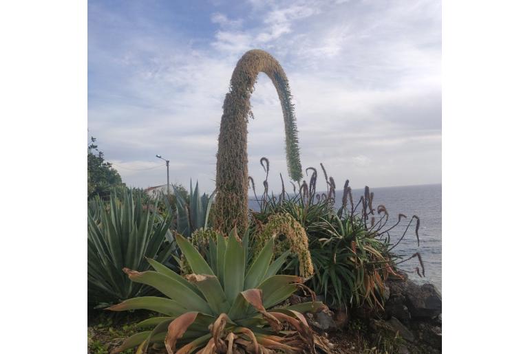 Agave attenuata -11766