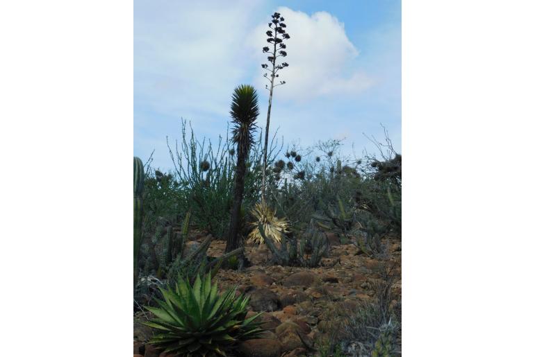 Agave avellanidens -11768