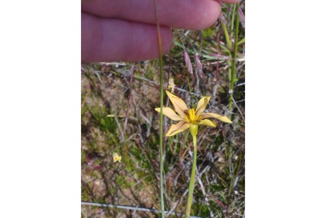 Spreidende moraea Spreidende moraea