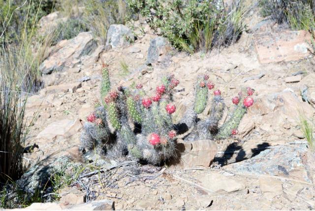 Shafer's opuntia