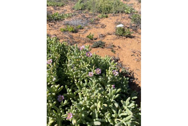 Vetplant amfibool