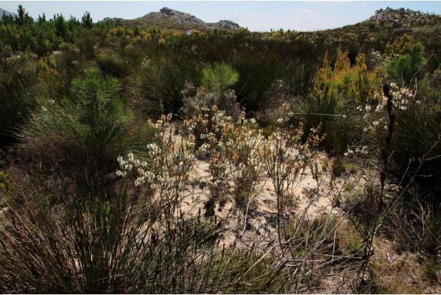 Kleverige heide hangend Kleverige heide hangend