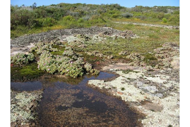 Steenberg Oscularia