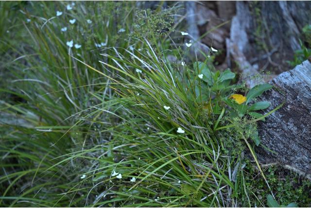 Ixia-achtige Nieuw-Zeelandse iris