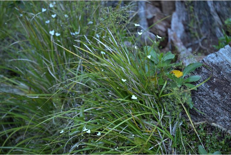 Libertia ixioides -11785