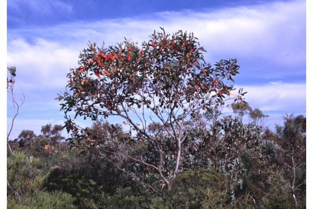 Stoate's vleugelloze Eucalyptus Stoate's vleugelloze Eucalyptus