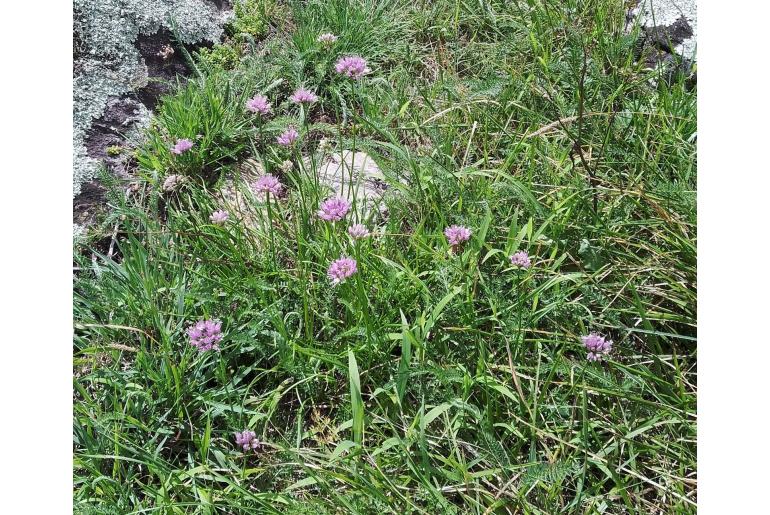 Allium lusitanicum -11788