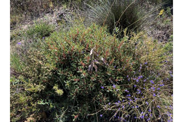 Spathe Hakea Spathe Hakea