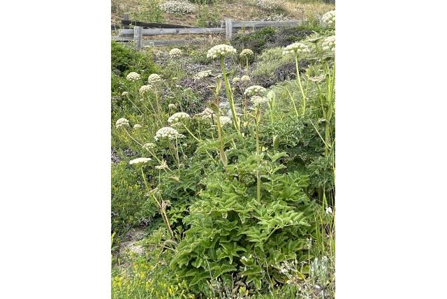 Henderson's engelwortel