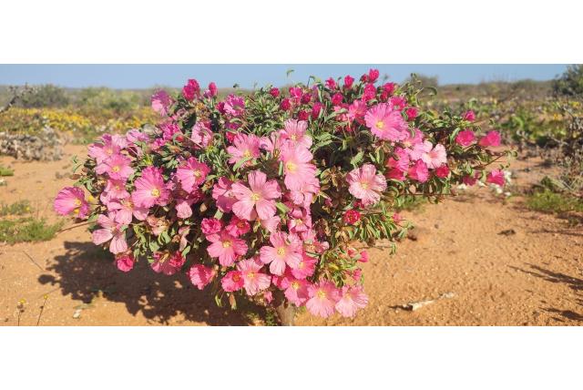 Paterson's monsonia Paterson's monsonia