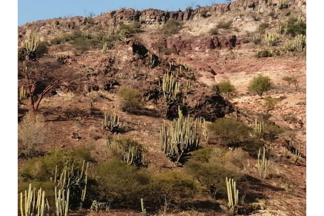 Dumortier's cactus