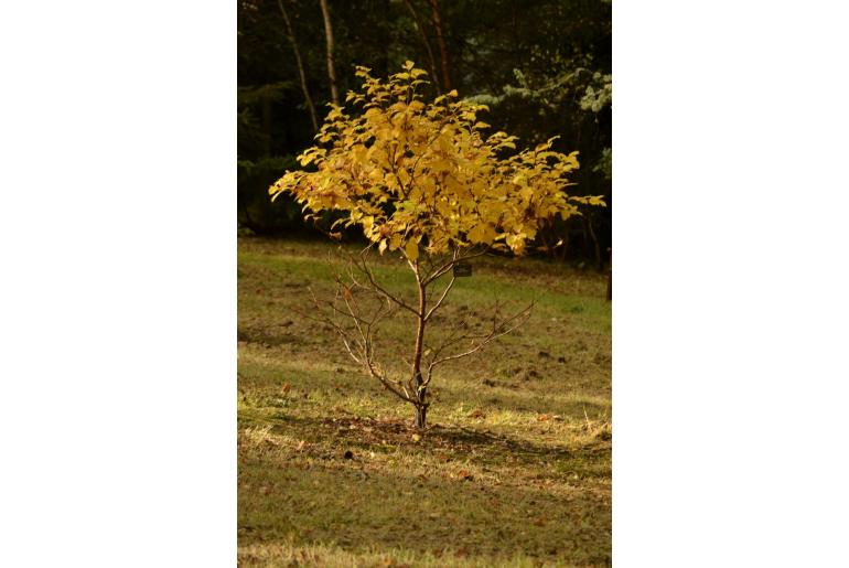 Betula medwediewii -11826