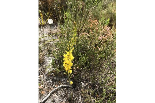 Dubbel gerimpelde bulbine