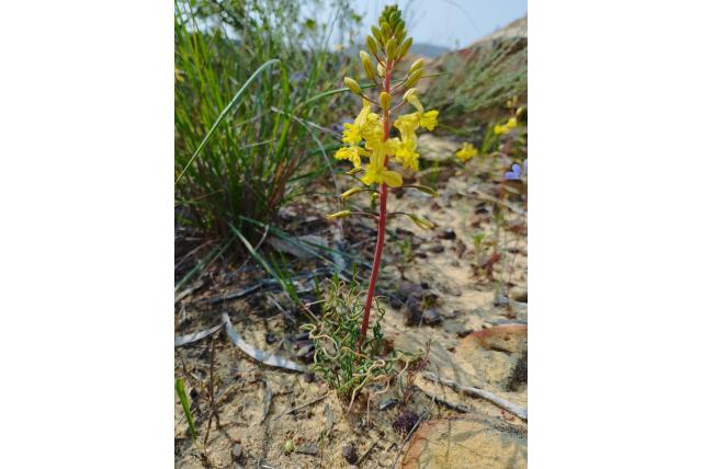 Gedraaide bulbine