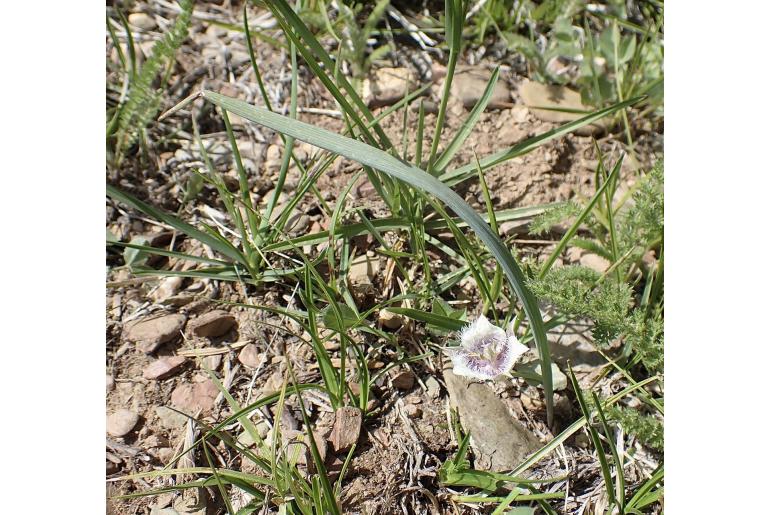 Calochortus coeruleus -11836