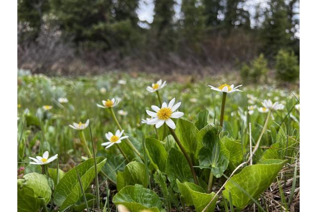 Witte dotterbloem