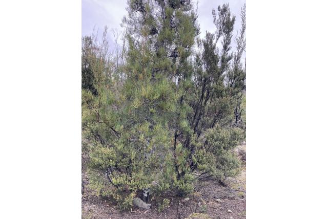 Naaldstruik hakea