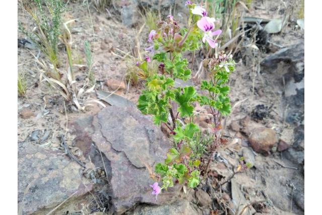 Ruwe geranium