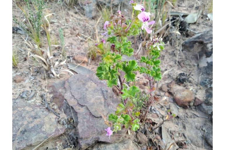 Pelargonium scabroide 11853