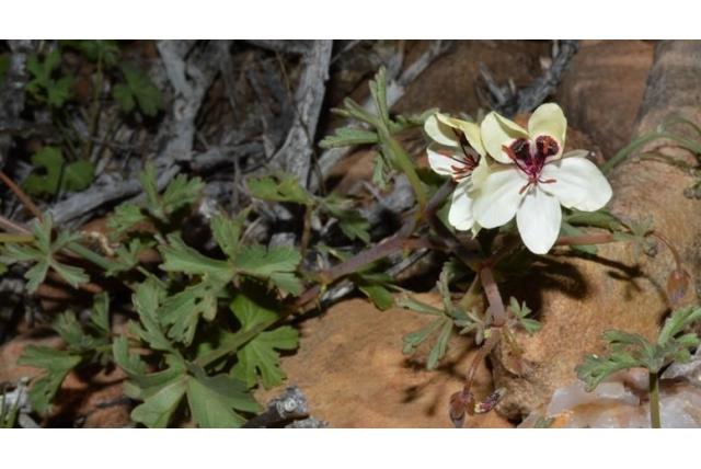 Slank gesteeld Pelargonium