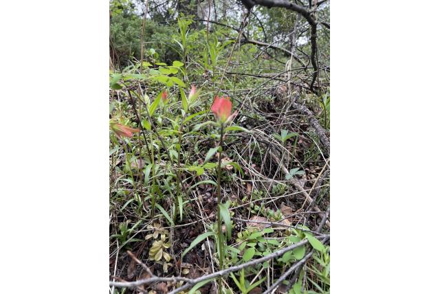 Groot rood Indisch penseel