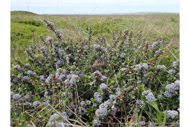 Point reyes sering