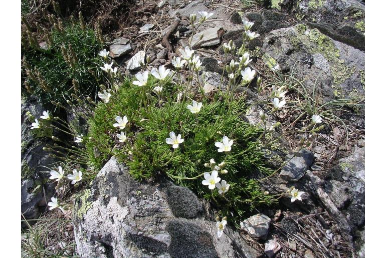 Cherleria laricifolia -11868