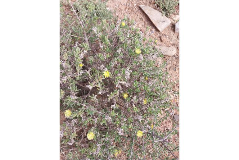 Delosperma luteum&nbsp;11869