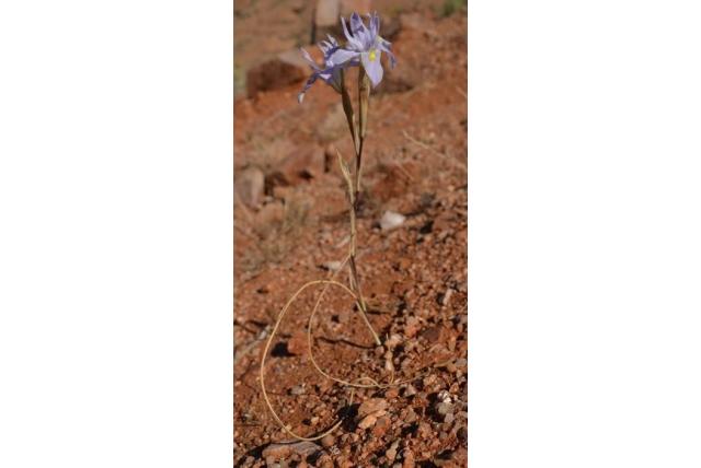 Cilindervormig blad moraea