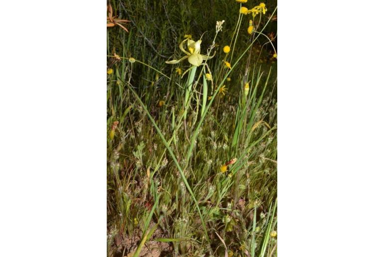 Moraea serratostyla 11874