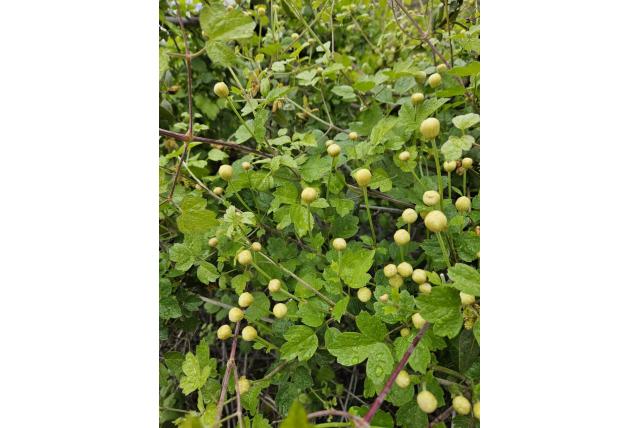 Clematis met wollige bloemen