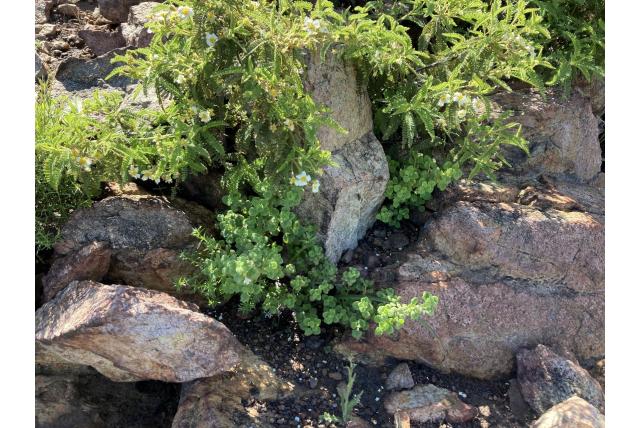 Chandler's clinopodium