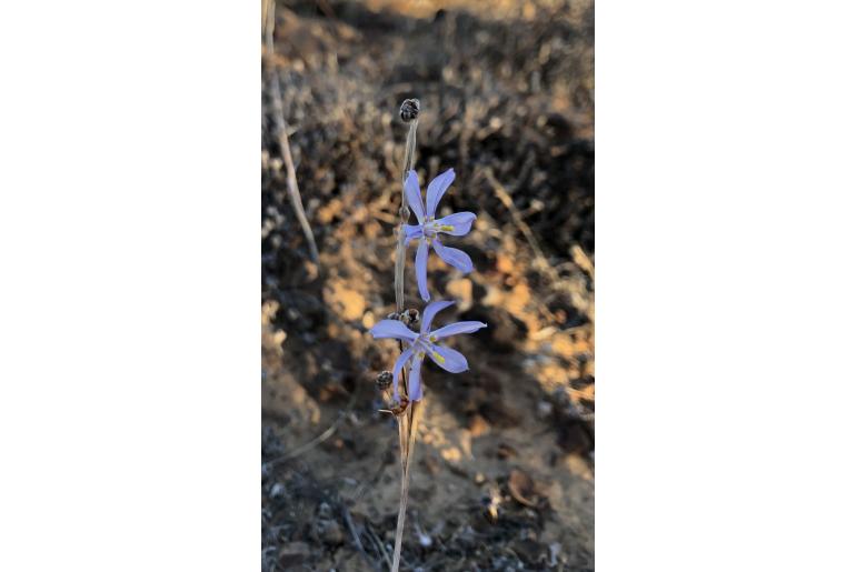 Moraea pseudospicata 11878