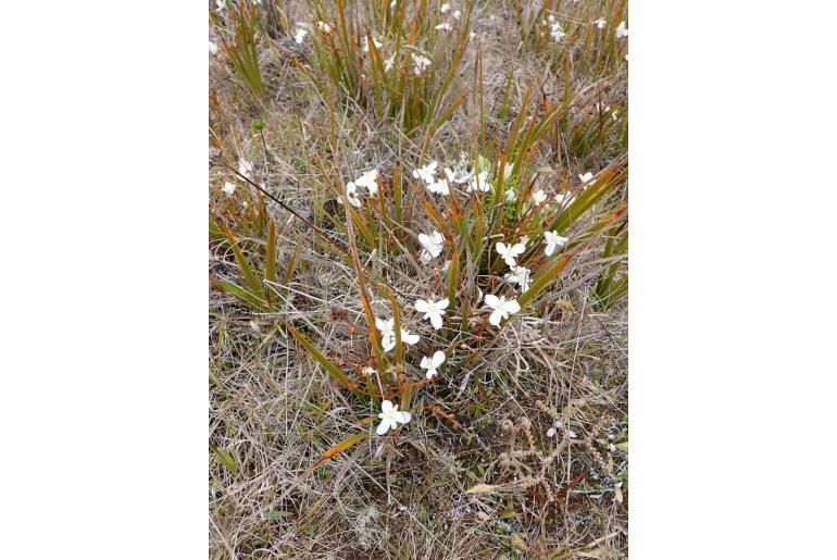 Libertia peregrinans -11881