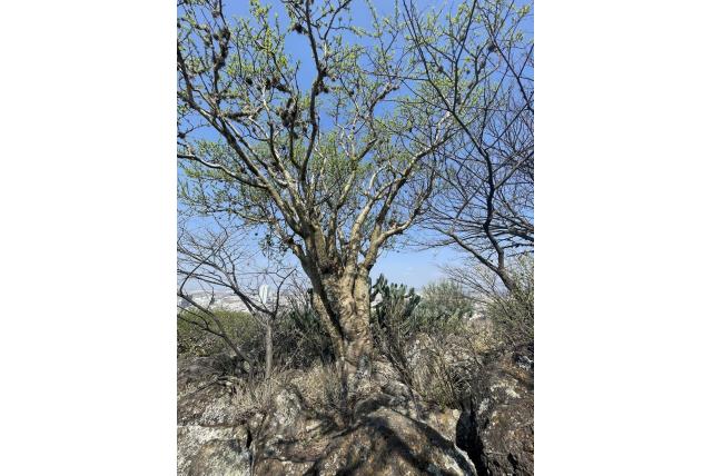 Fagara-achtige bursera
