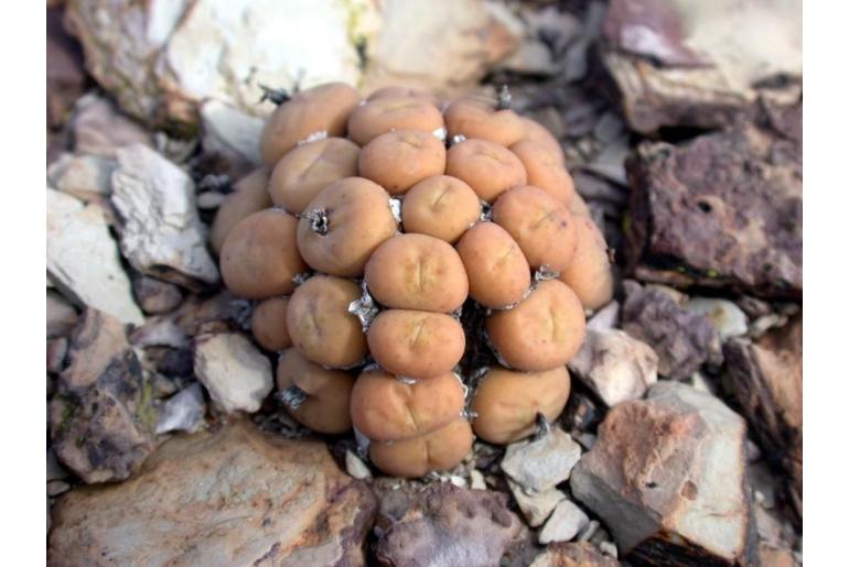 Conophytum breve 11888