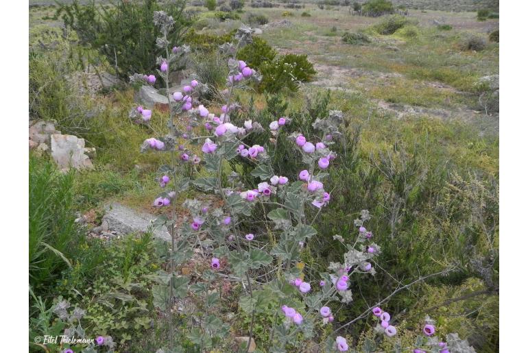 Sphaeralcea obtusiloba -11890