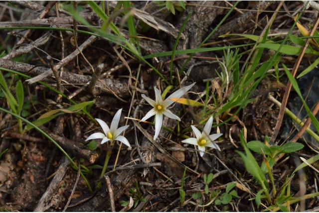 Rolli's romulea