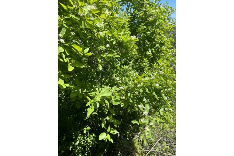 Cornus glabrata -11899