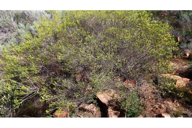 Diosma prama&nbsp;11900