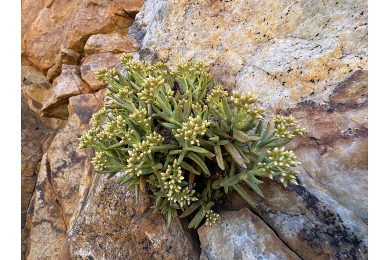 Crassula garibina 11905