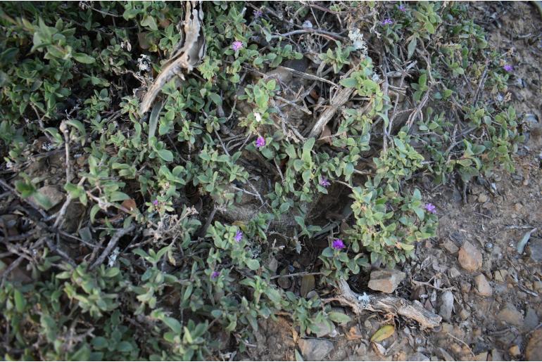 Delosperma platysepalum&nbsp;11906