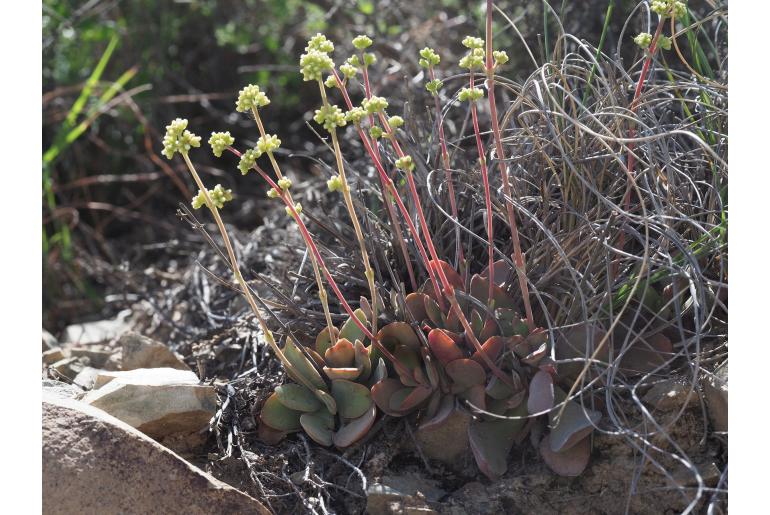 Crassula pubescens ssp rattrayi 11907