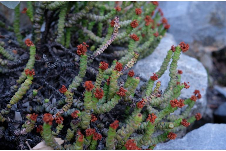 Crassula rupestris ssp marnieriana 11908